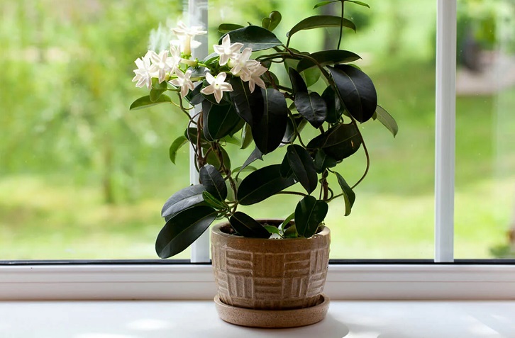 9 plantas y flores que atraen la energía positiva a tu casa 6