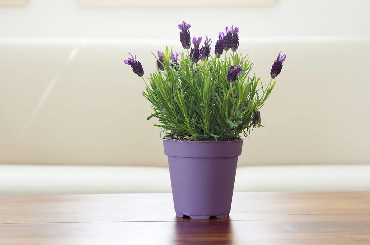 9 plantas y flores que atraen la energía positiva a tu casa 2
