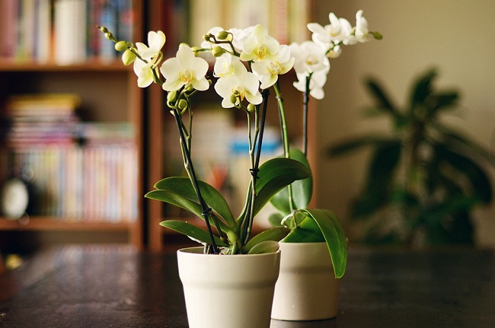 9 plantas y flores que atraen la energía positiva a tu casa 7