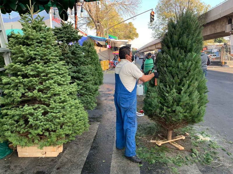 plagas del árbol de navidad natural