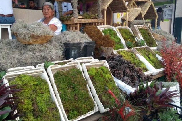 Por estas razones no debes usar heno y musgo en el nacimiento navideño