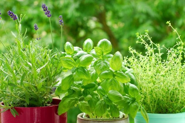 5 hierbas aromáticas para decorar y perfumar tu casa