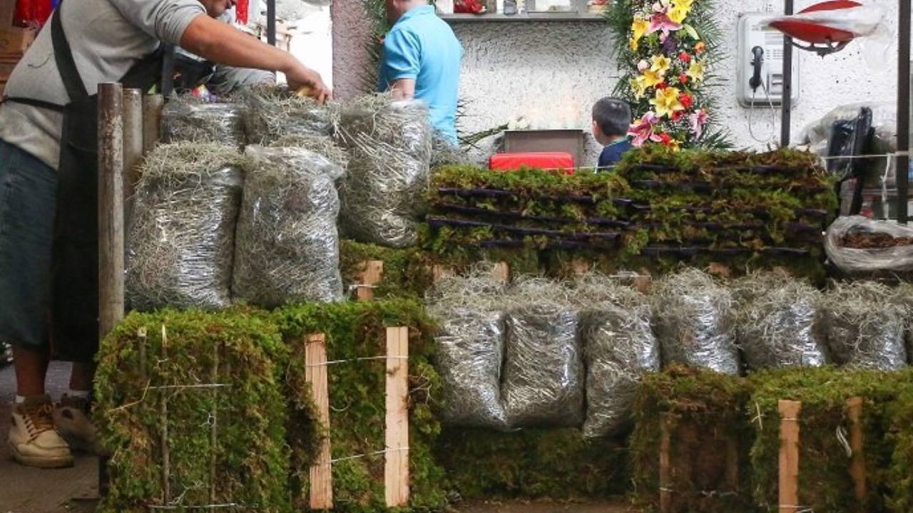 heno y musgo en nacimiento navideño