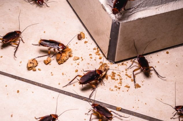 9 trucos para eliminar las cucarachas escondidas en tu casa en invierno