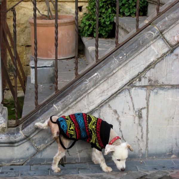 cómo evitar que los perros se caguen fuera de tu casa 