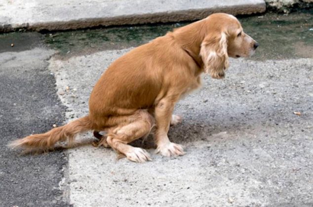 Cómo evitar que los perros se caguen afuera de tu casa con remedio casero