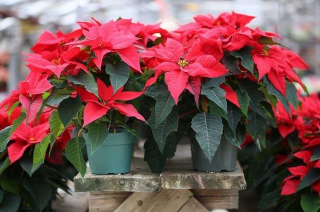 6 trucos de experto para mantener viva una flor de Nochebuena todo el año