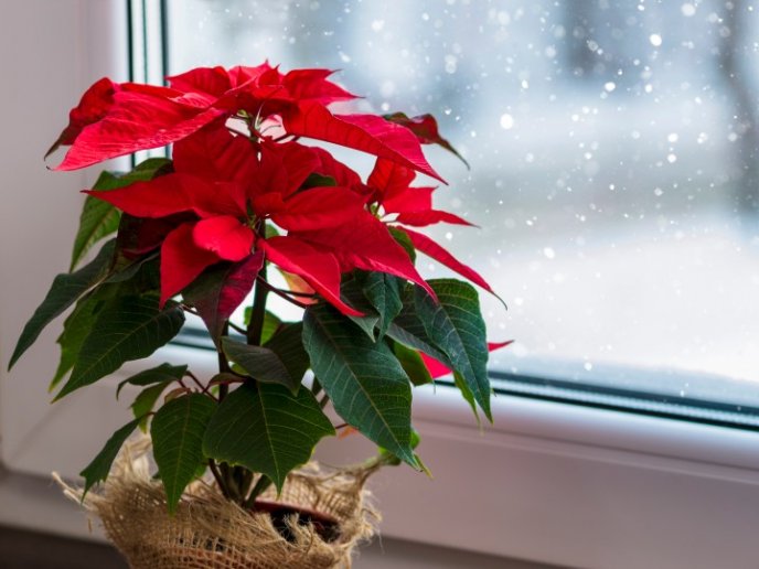 6 trucos de experto para mantener viva una flor de Nochebuena todo el año | Cocina Vital 6 trucos de experto para mantener viva una flor de Nochebuena todo el año | Cocina Vital