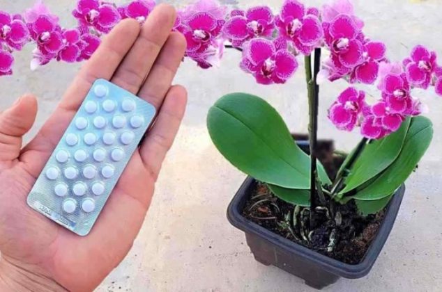 Usa estas pastillas para curar tus orquídeas y lograr que florezcan hermosas