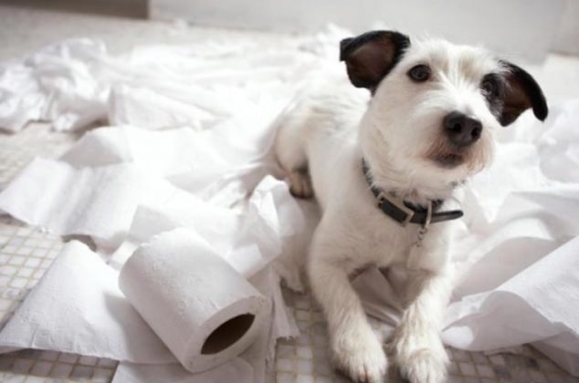 Por qué los perros comen papel higiénico y cómo evitar que lo hagan