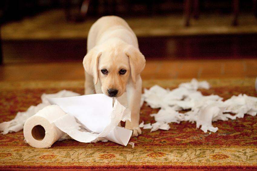 perros comen papel higiénico 