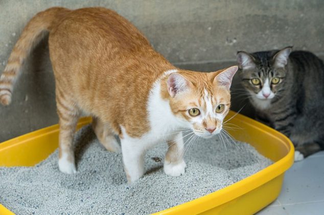 Cómo limpiar y quitar el mal olor de la caja de arena del gato