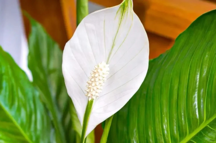 Cómo cuidar un Lirio de la Paz para que florezca todo el año | Cocina Vital