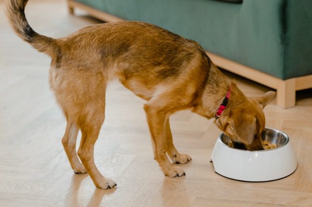 Cuáles son las mejores marcas de croquetas para perro, según Profeco