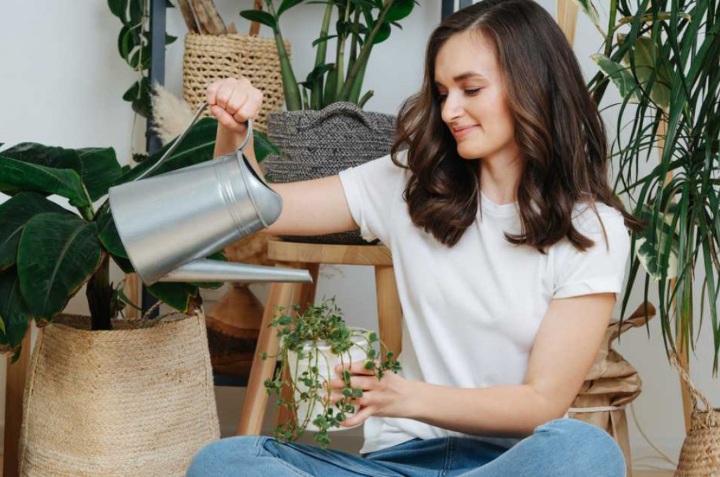 cuidados de plantas de interior