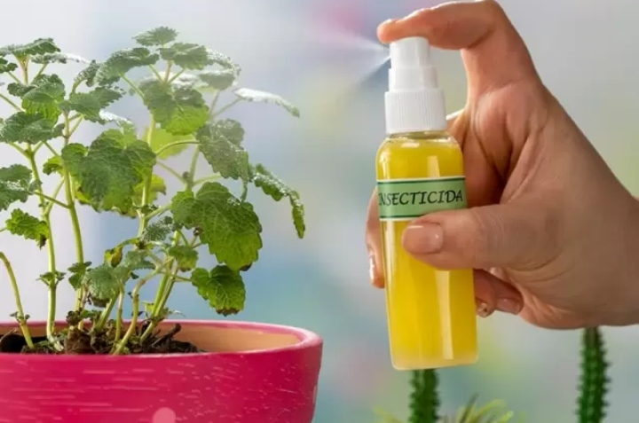 insecticida casero para acabar con moscas