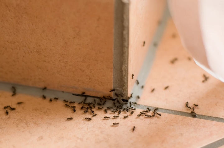 orégano para eliminar hormigas