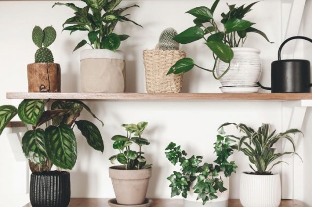 30 plantas que pueden florecer en interior sin ningún problema