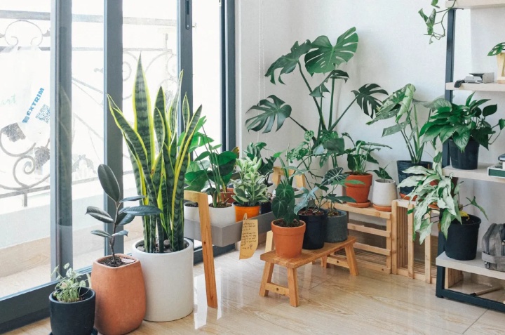 plantas de interior hermosas