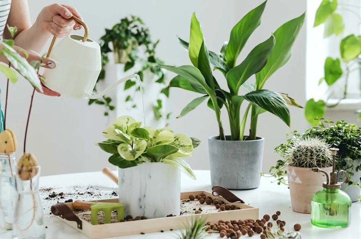 Plantas que pueden florecer en interior