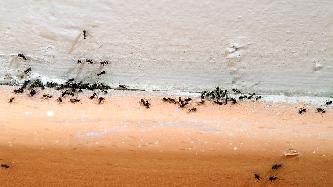 eliminar hormigas de casa