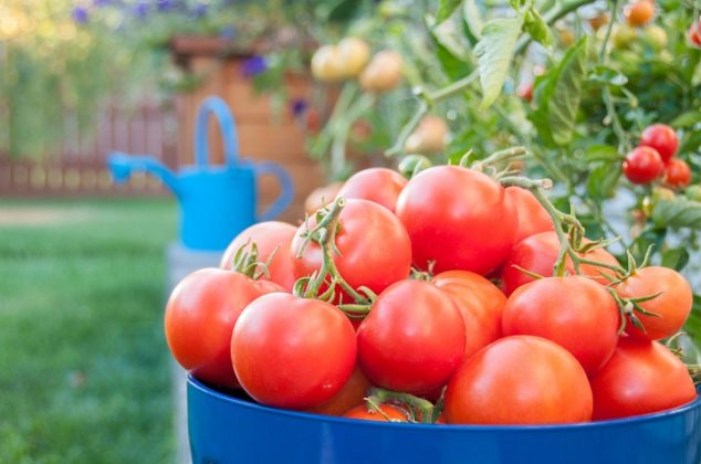 Conoce el truco definitivo para madurar jitomates verdes