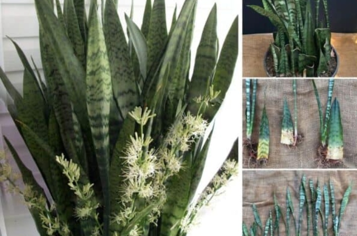 cómo reproducir una sansevieria