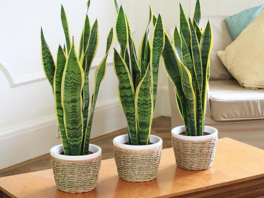 cómo reproducir una sansevieria