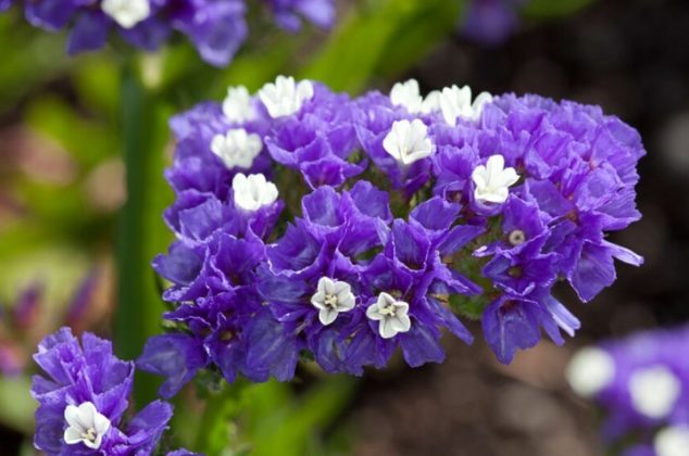 5 cuidados para la flor de Cuaresma o siempreviva y tenerla hermosa