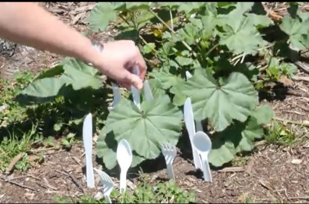 Beneficios de enterrar tenedores de plástico en el jardín