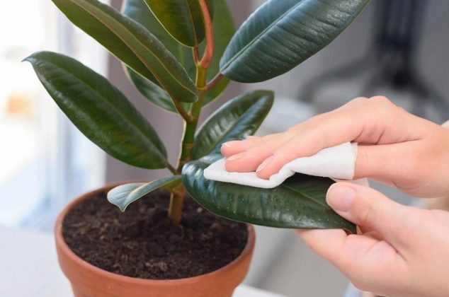 Aprende cómo limpiar las hojas de las plantas con vinagre