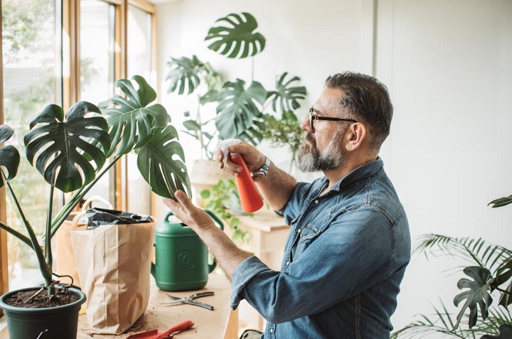 fertilizante para plantas de interior