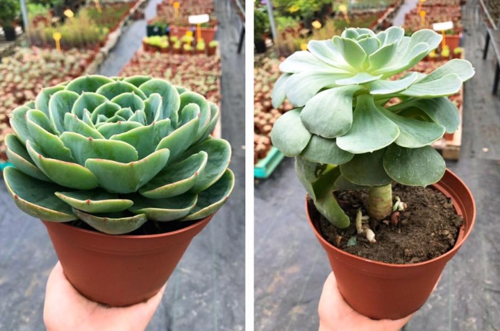 cactus suculentas