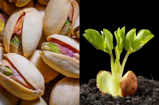 Cómo germinar y cultivar pistaches en una maceta de forma muy fácil