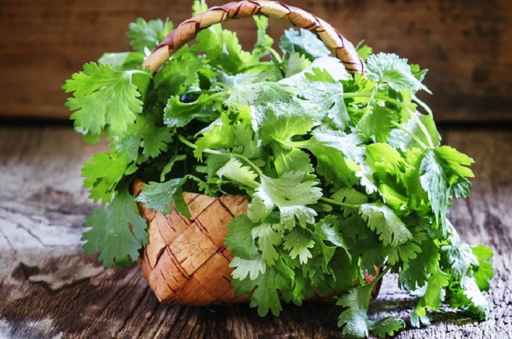 Cultivar cilantro en macetas con o sin semillas