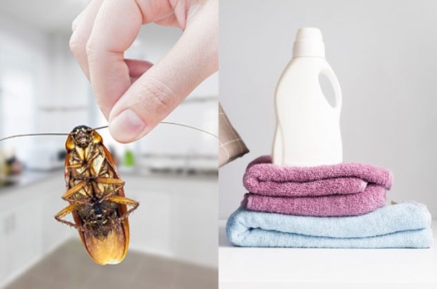 Así debes aplicar suavizante de ropa para eliminar cucarachas en tu casa