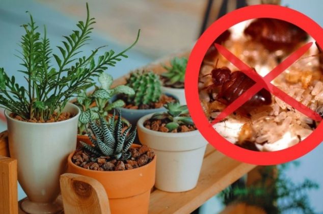 2 plantas aromáticas que ayudan a matar chinches de tu casa