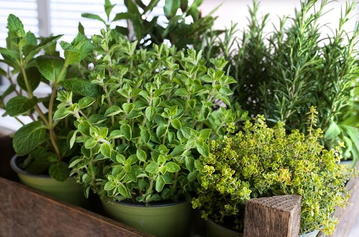 6 hierbas aromáticas que no requieren sol para crecer bien