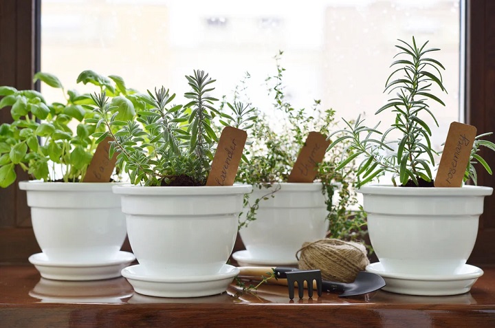 6 hierbas aromáticas que no requieren sol para crecer bien