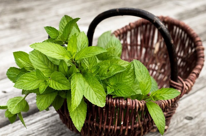 Cómo cultivar hierbabuena en una taza para aromatizar tu casa