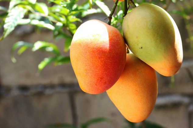 Cómo madurar mangos verdes rápidamente