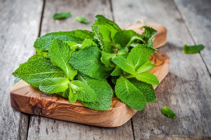 Aprende cómo cultivar menta en casa con esquejes