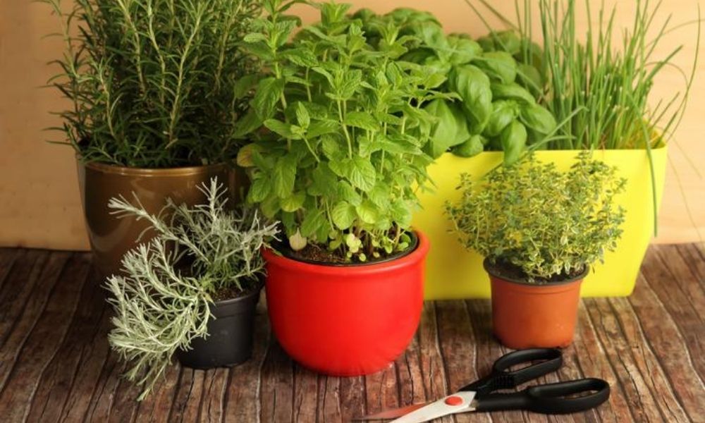 plantas aromáticas que ayudan a matar chinches de tu casa 