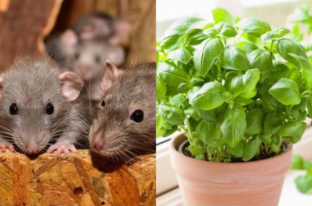 ¿Qué olores se pueden utilizar para alejar ratas y ratones de casa?