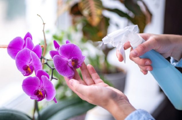 Cómo hacer florecer una orquídea con vinagre blanco