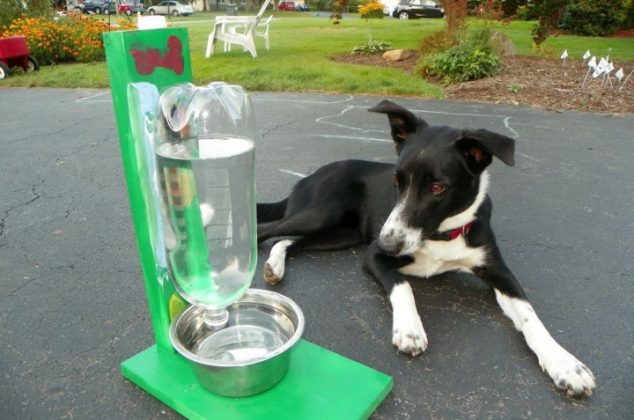 Cómo hacer un bebedero para perros callejeros e hidratarlos