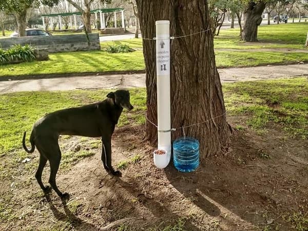 cómo hacer un bebedero para perros