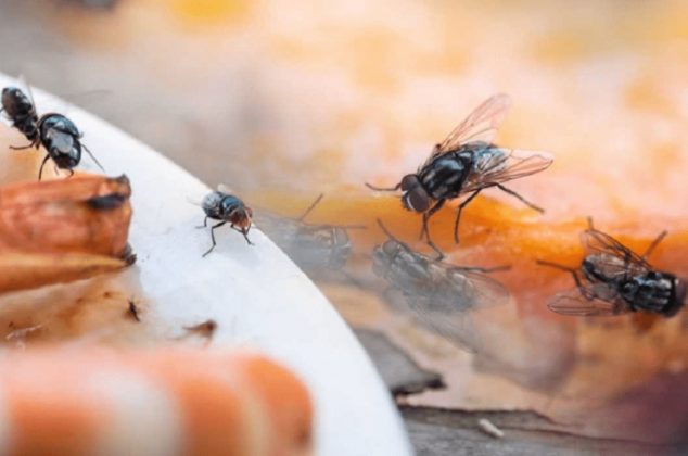 3 trucos infalibles para eliminar moscas dentro de la casa