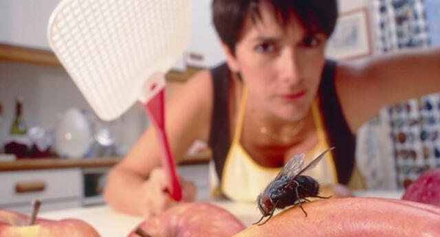 cómo eliminar moscas dentro de la casa 