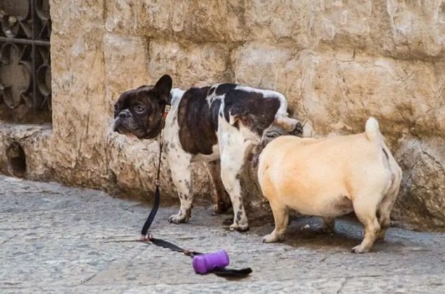 Truco para ahuyentar a los perros y que no orinen en tu banqueta o patio